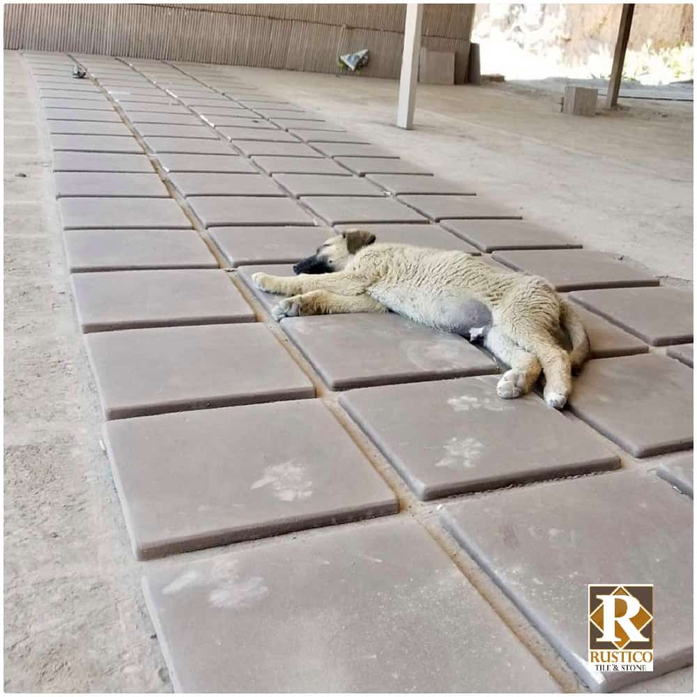 saltillo tile with paw print